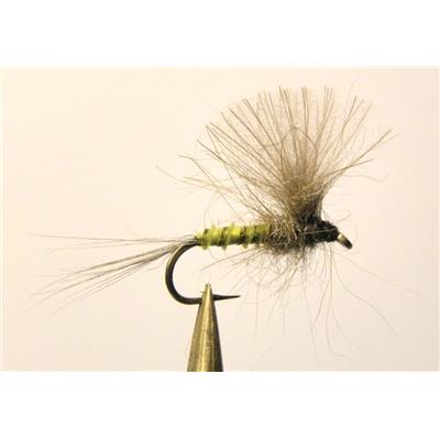 CDC condor olive