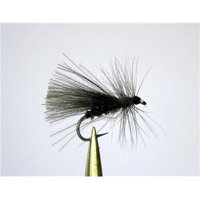 Sedge noir CDC